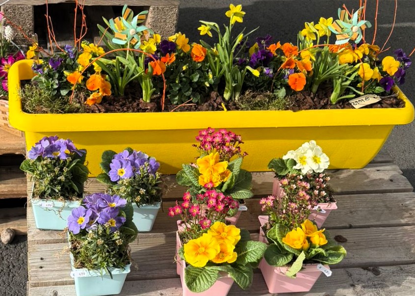 Monheimer Blumenmarkt